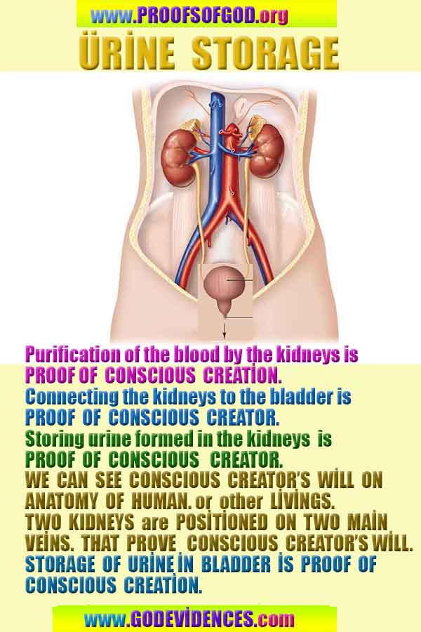 proofs of god, proofs-god, evidences of god, evidences-god, signs of god, signs-god, god exists proofs, what are proofs of god?,, signs-god, god exists proofs
